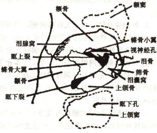 眼眶